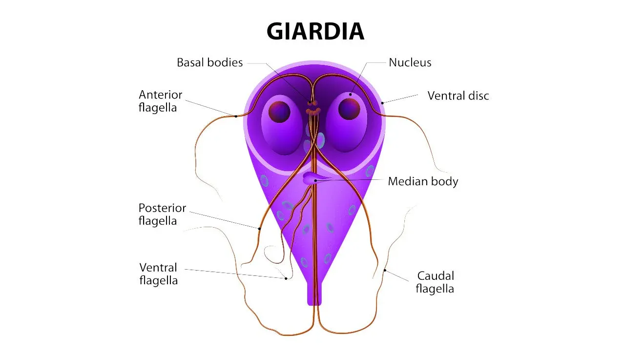 Giardia